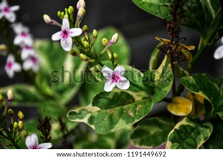 caricature-plant-gold-leaves-acanthaceae-450w-1191449692.jpg