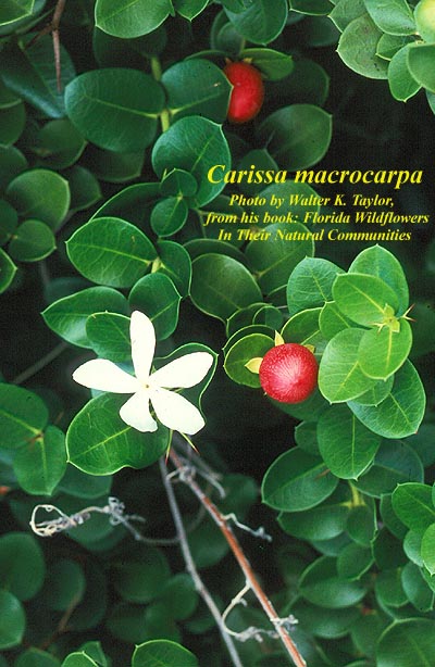 Carissa_macrocarpa.jpg
