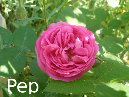 carlemany1.jpg