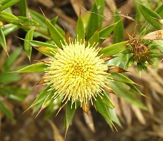 carlina_salicifolia3.jpg