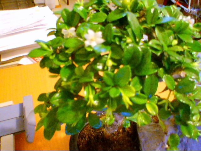 carmona_flores1.JPG