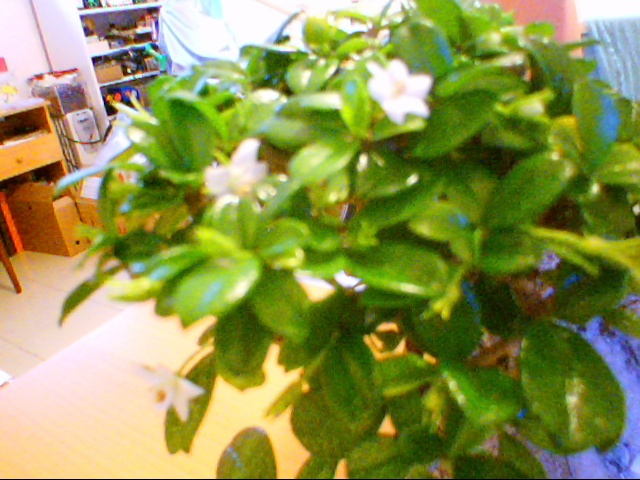 carmona_flores2.JPG