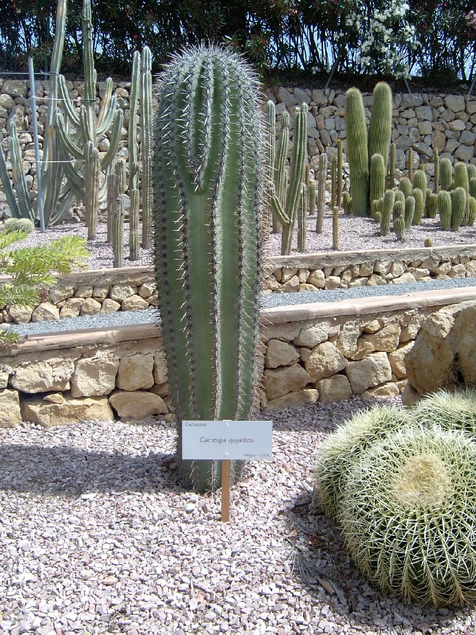 Carnegia%20gigantea.jpg