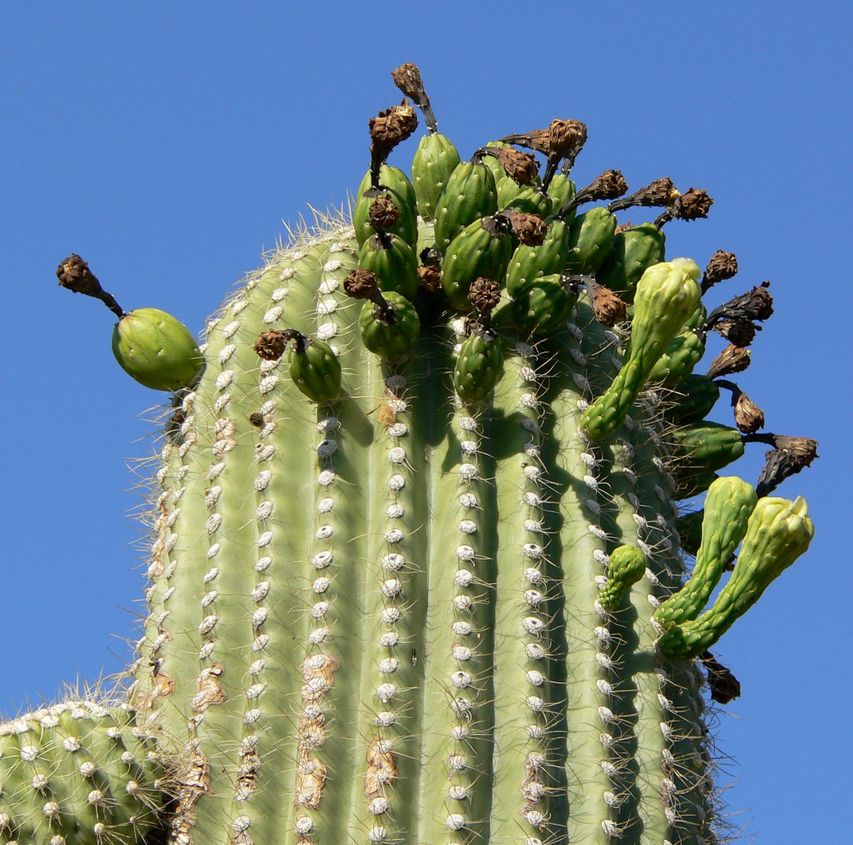 Carnegiea_gigantea_top.jpg