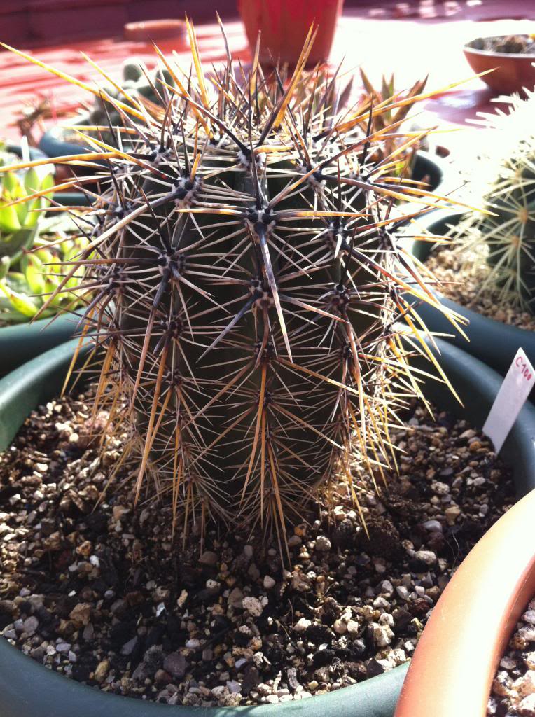 carnegieagigantea_zpsbb1c12b6.jpg