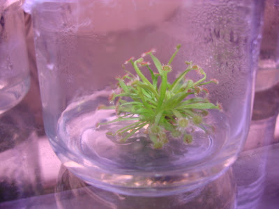 CARNIVORAS%20004.jpg