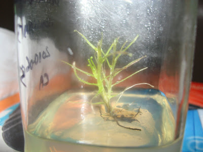 CARNIVORAS%20009.jpg