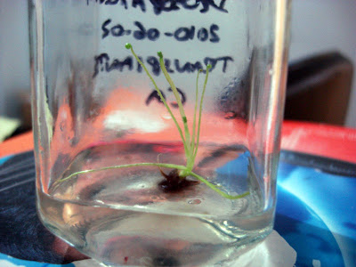CARNIVORAS%20011.jpg