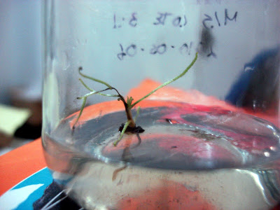 CARNIVORAS%20012.jpg