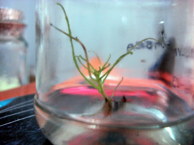 CARNIVORAS%20016.jpg
