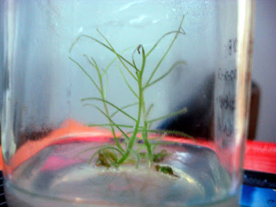 CARNIVORAS%20017.jpg