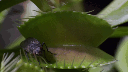 carnivoras-gif-gifmaniacos.es-10.gif