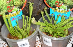 Carnivoras.jpg