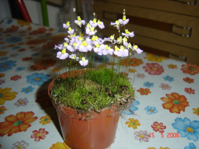carnivoras002.jpg