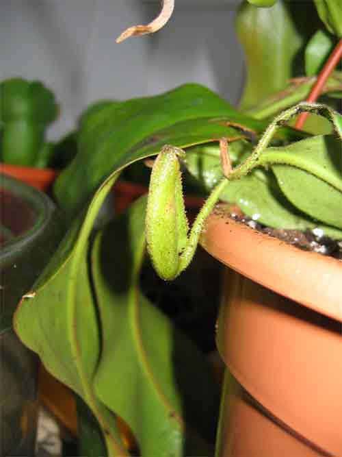 Carnivoras2.jpg