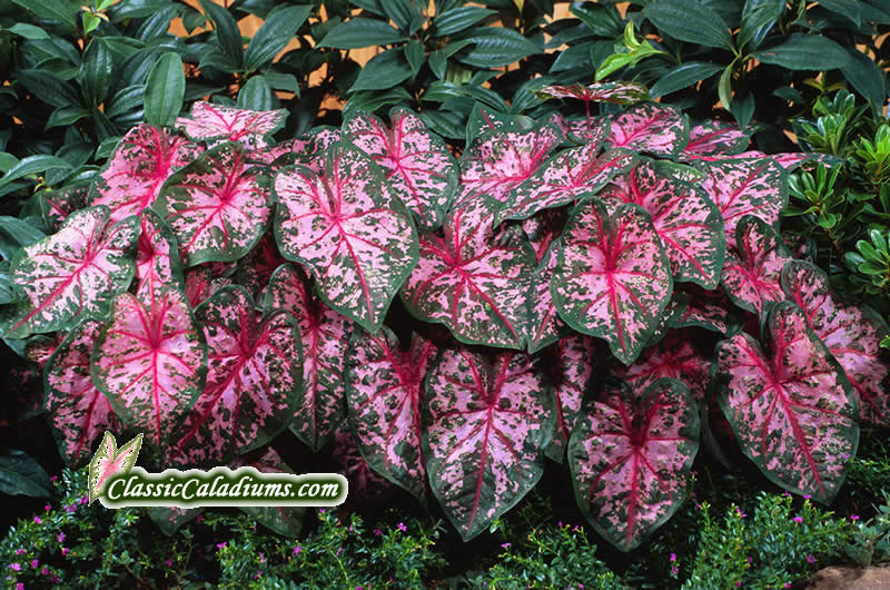 carolyn_whorton_caladium-800.jpg