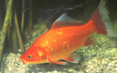 carpa%20roja.jpg