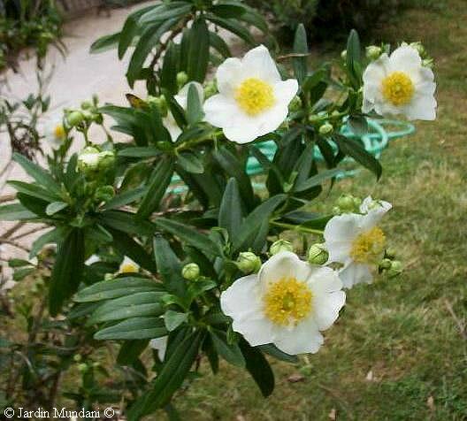 carpenteria.jpg