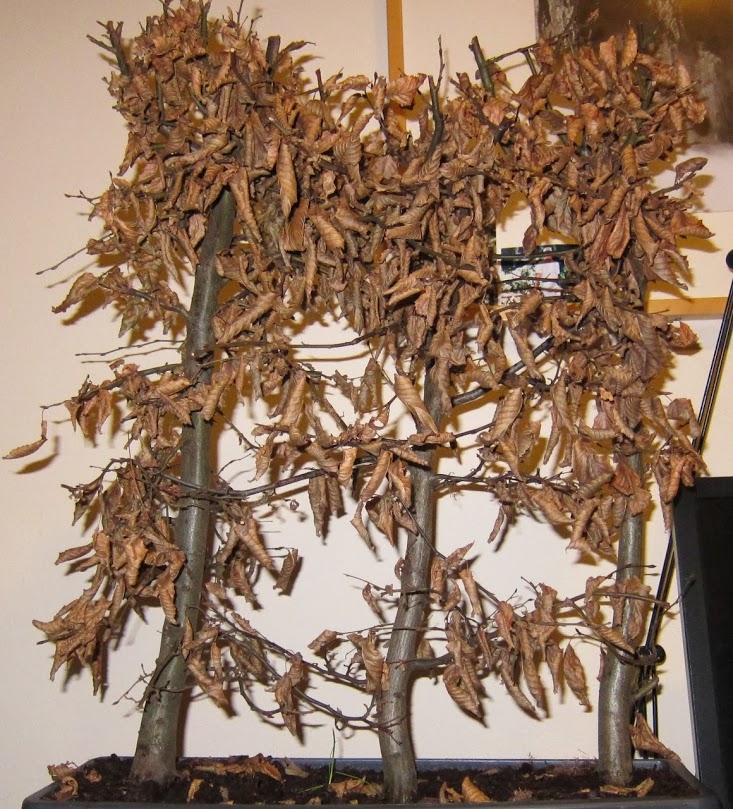 carpes6.jpg