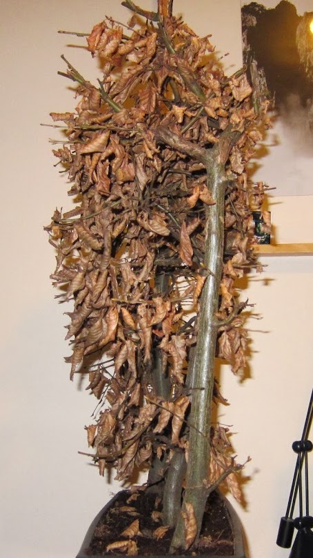 carpes7.jpg