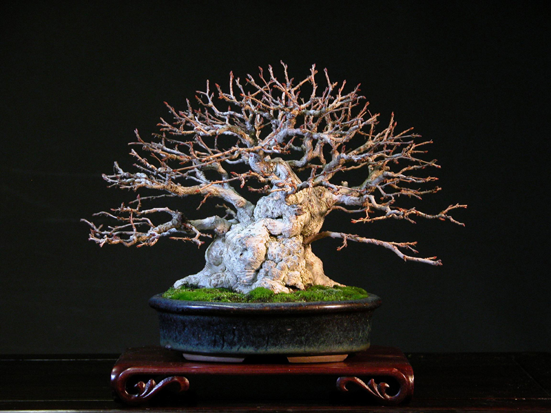 carpinus_turczaninovi_shohin_18_antique_chinese_.JPG