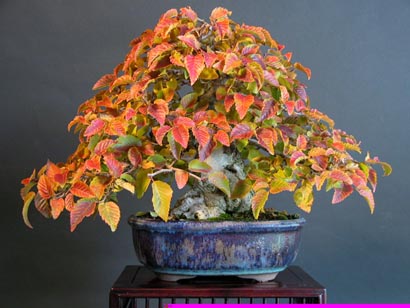 carpinus_turczaninovi_shohin_18_tokoname.jpg
