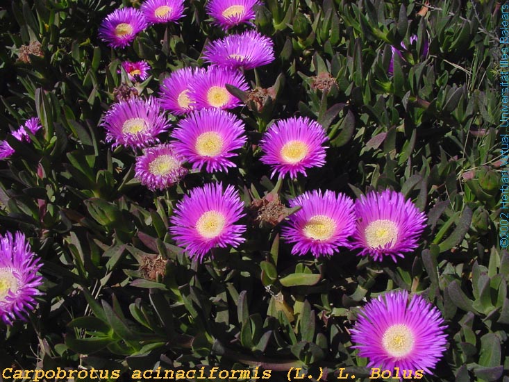 Carpobrotus%20acinaciformis(fl)_f_s.jpg