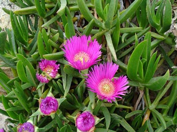 carpobrotus-edulis.jpg