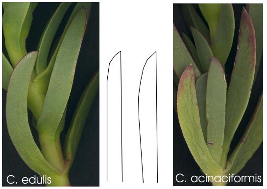 carpobrotus.jpg