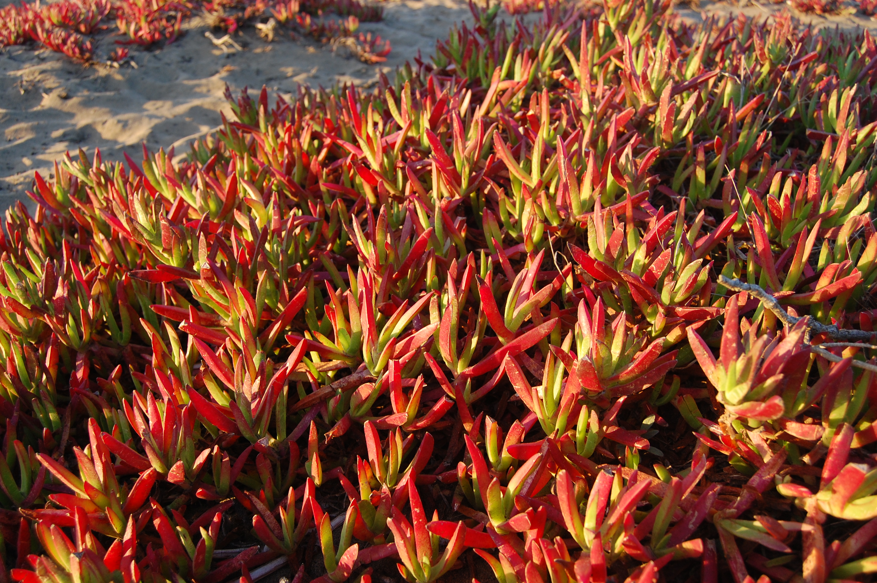 carpobrotus08.jpg