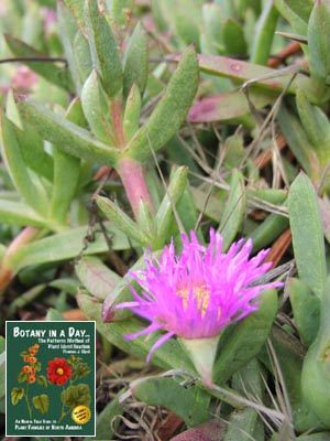 Carpobrotus_chilensis.1.jpg