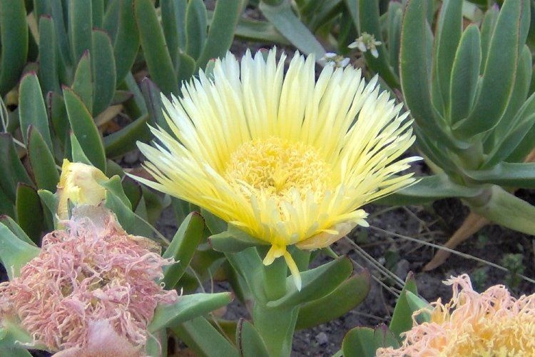 carpobrotus_edulis.jpg