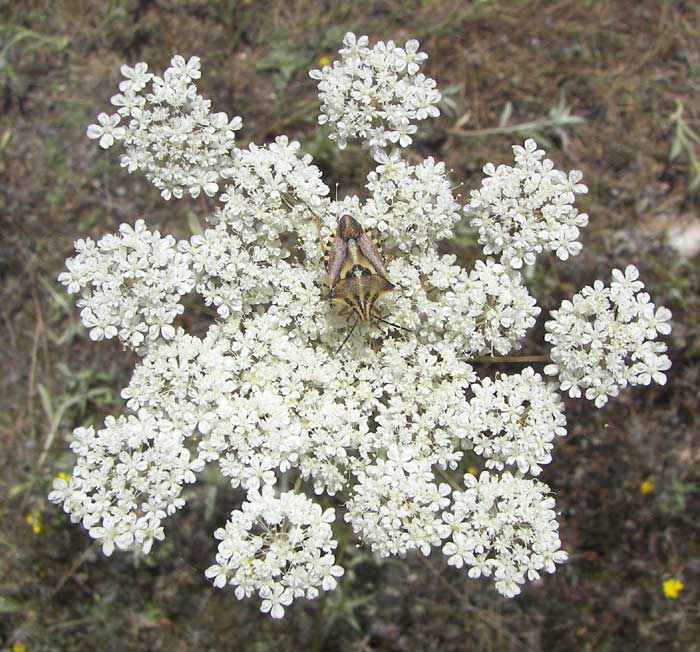 carpobrotusdaucus.jpg