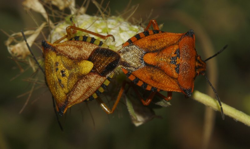 Carpocoris%20mediterraneus_3899.jpg