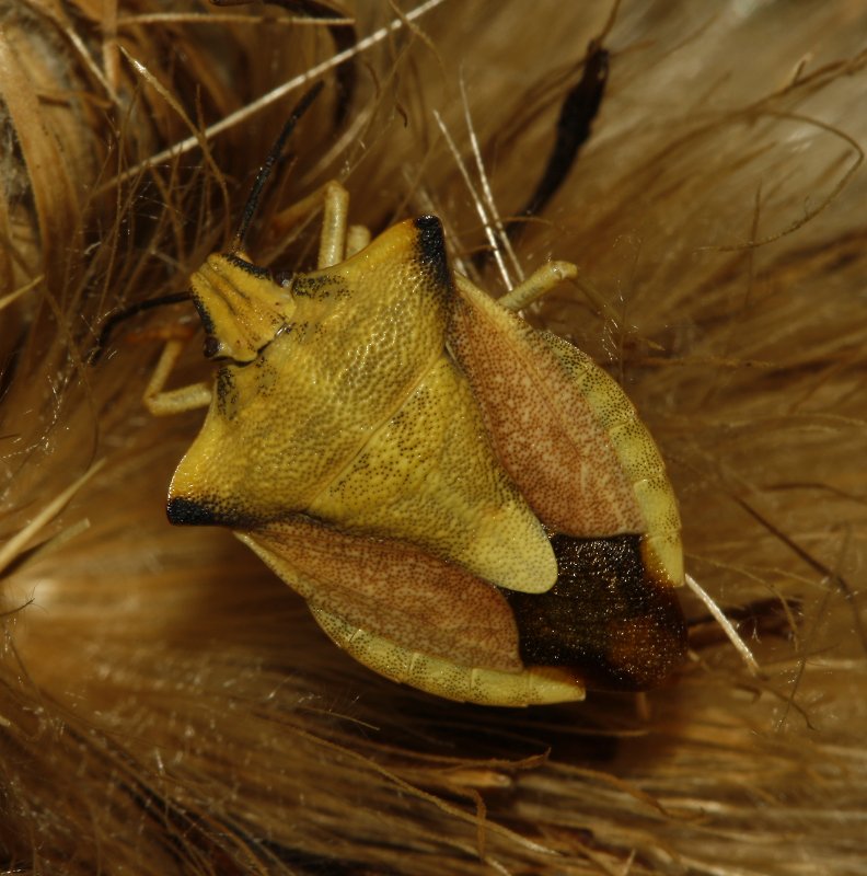 Carpocoris%20sp_5248.jpg