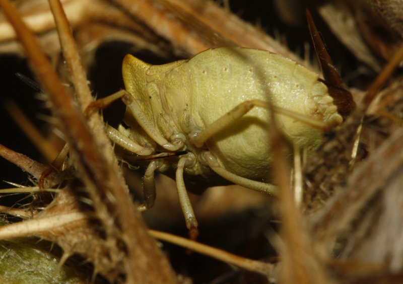 Carpocoris%20sp_5251.jpg