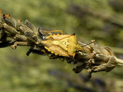 Carpocoris-mediterraneus.jpg