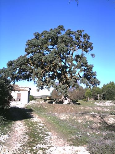 carrasca_mariola.JPG
