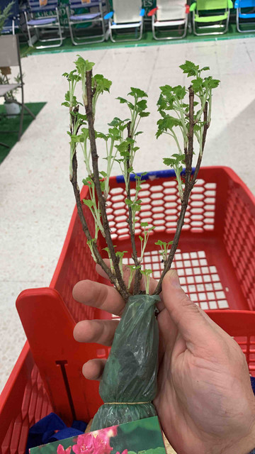 carrefour-verde02.jpg