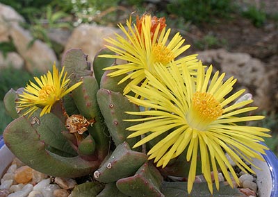 carruanthus-flor.jpg