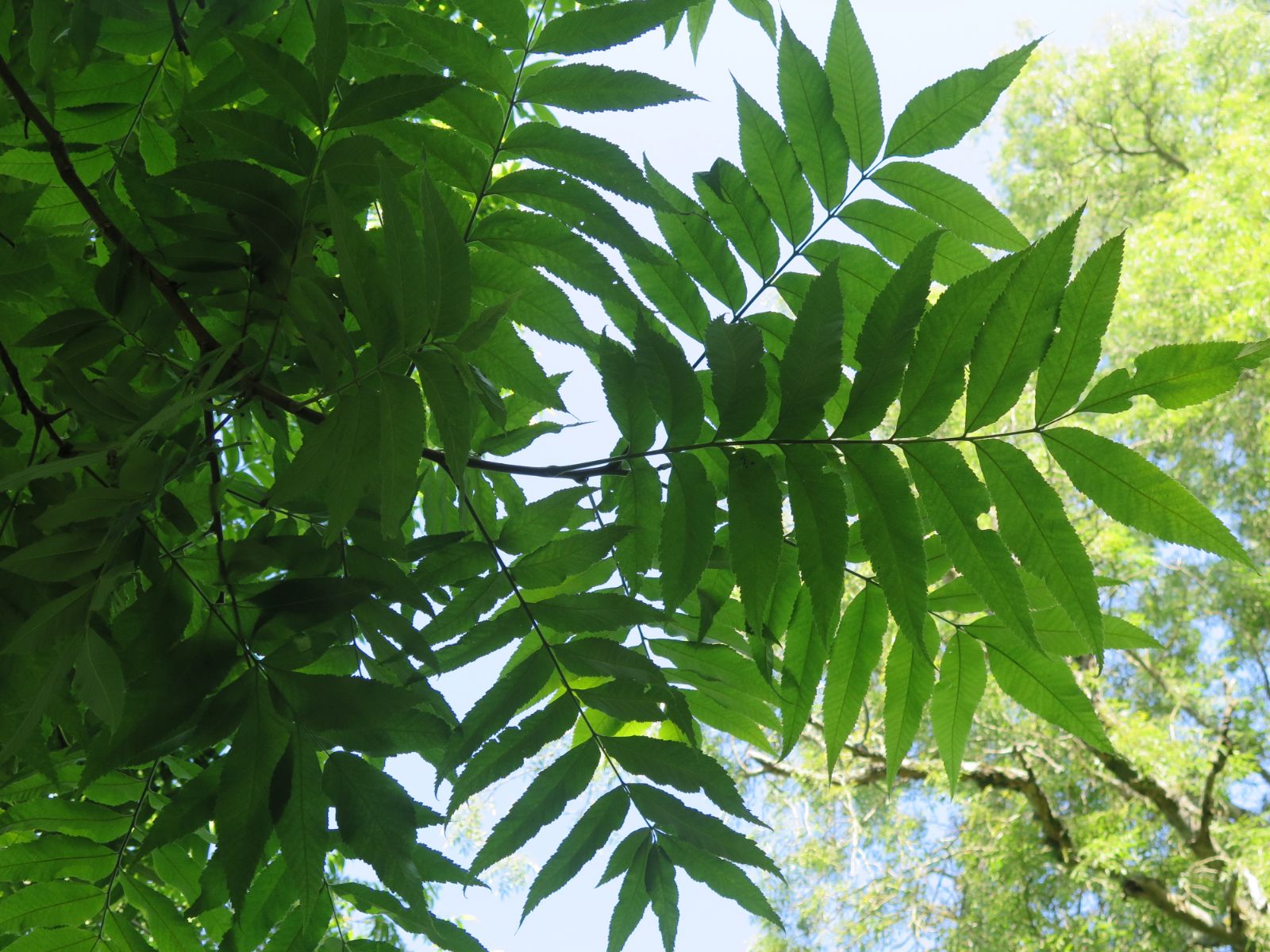 carya-illinoinensis-1.jpg