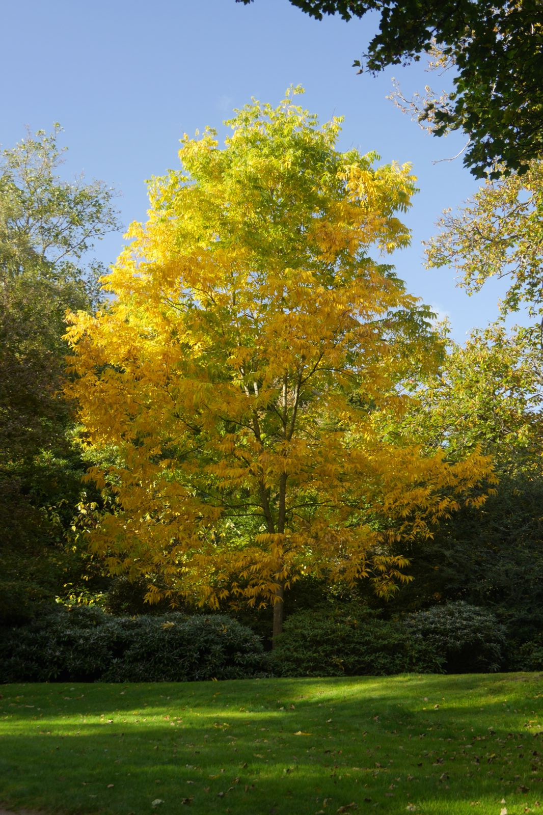 carya-illinoinensis-8.jpg