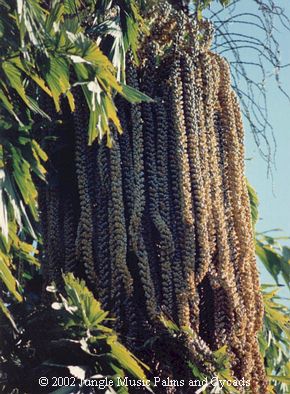 caryota_urens_blossom.JPG