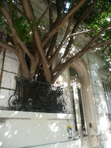Casa+del+Arbol+Olvidado.jpg