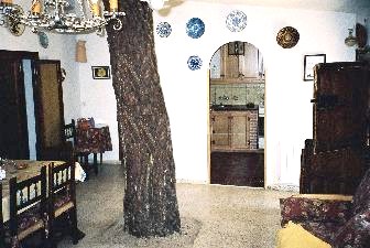 CASA_CON_PINO.jpg