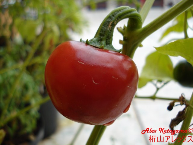cascabel%20%5B640x480%5D.JPG