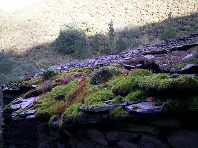 Cascada+Seimeira+pizarra+sedum.JPG