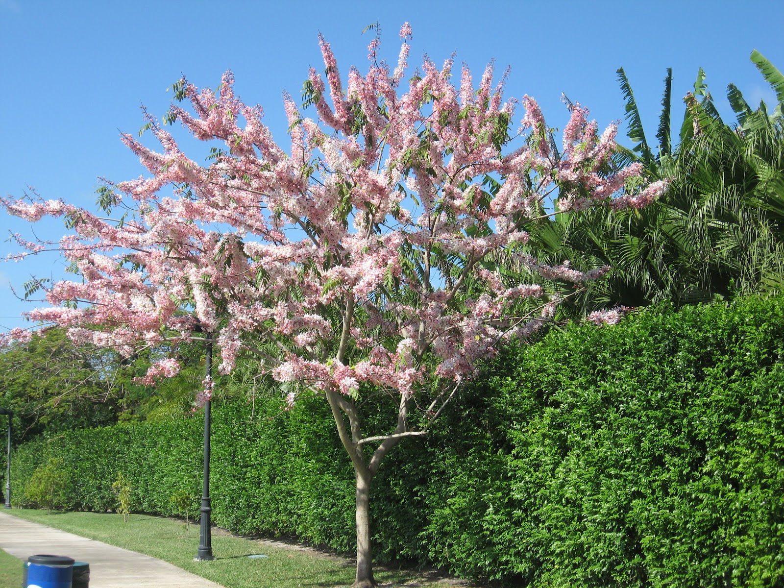 cassia+bakeriana-3-22-12+004.jpg