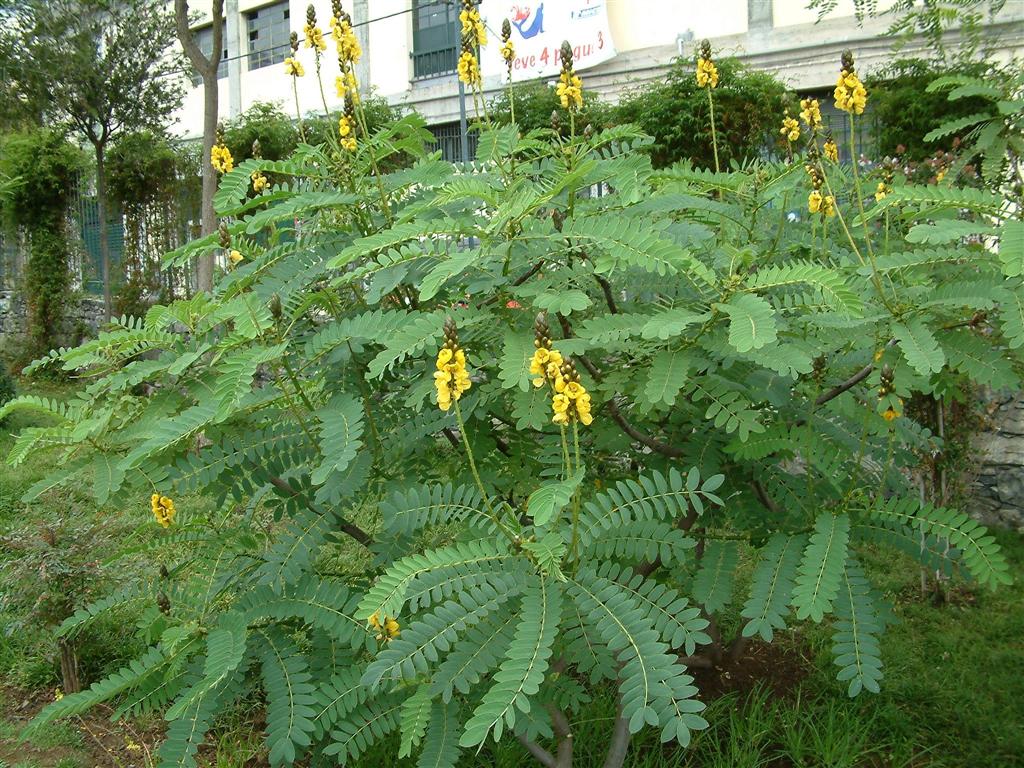 Cassia_didymobotrya_1.jpg