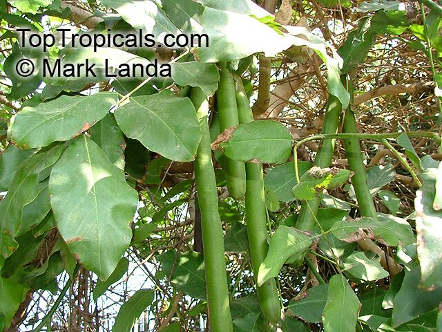 Cassia_fistula1_Mland.jpg
